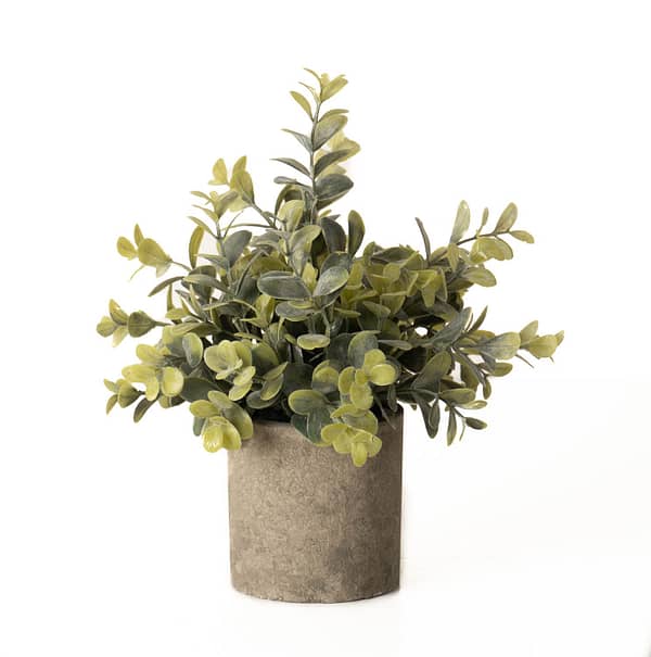 Eucalyptus Plant In Stone Effect Pot 22094