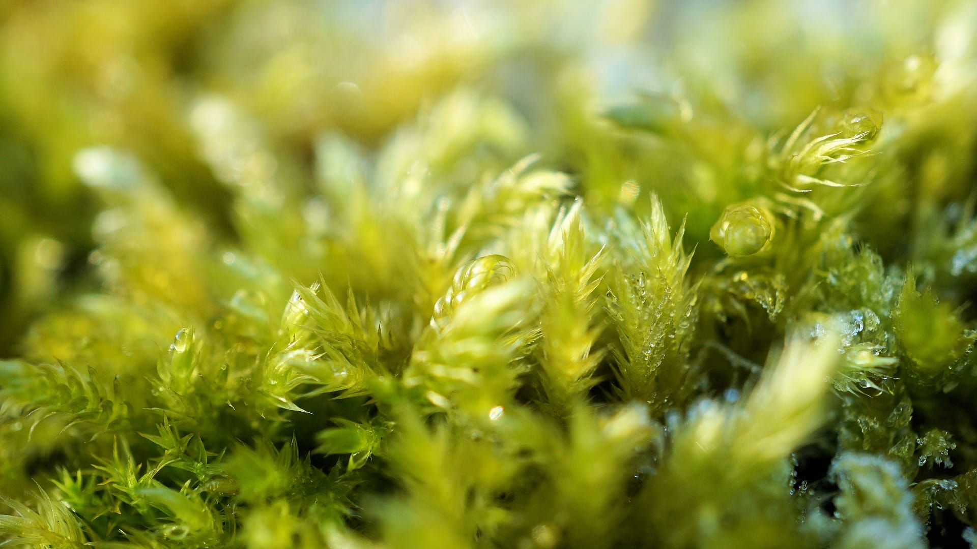 moss-3267183_1920 Moss Removal: Tips and Tricks from the Experts - Moss
